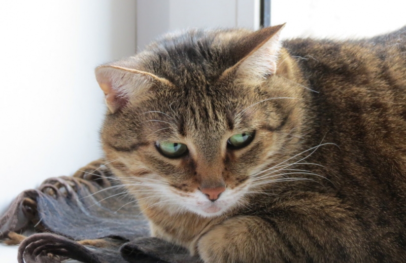 Поговорим о кошках41