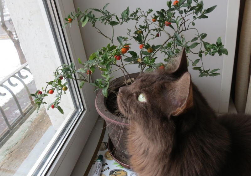 Поговорим о кошках41