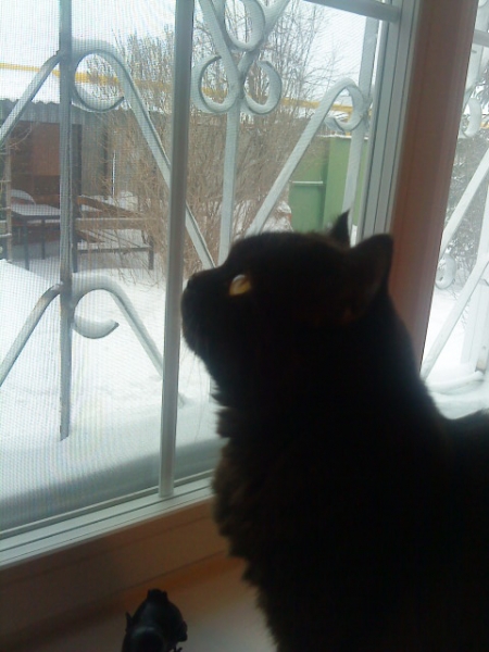 Поговорим о кошках41