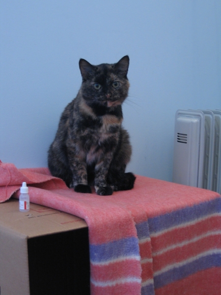 Поговорим о кошках41