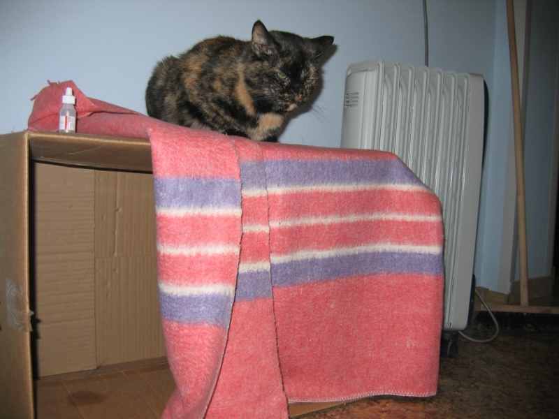 Поговорим о кошках41