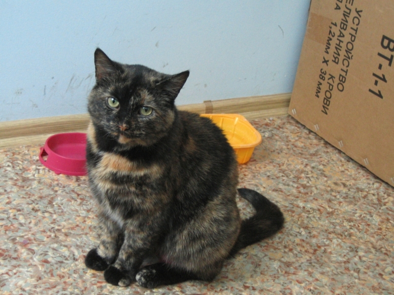 Поговорим о кошках41