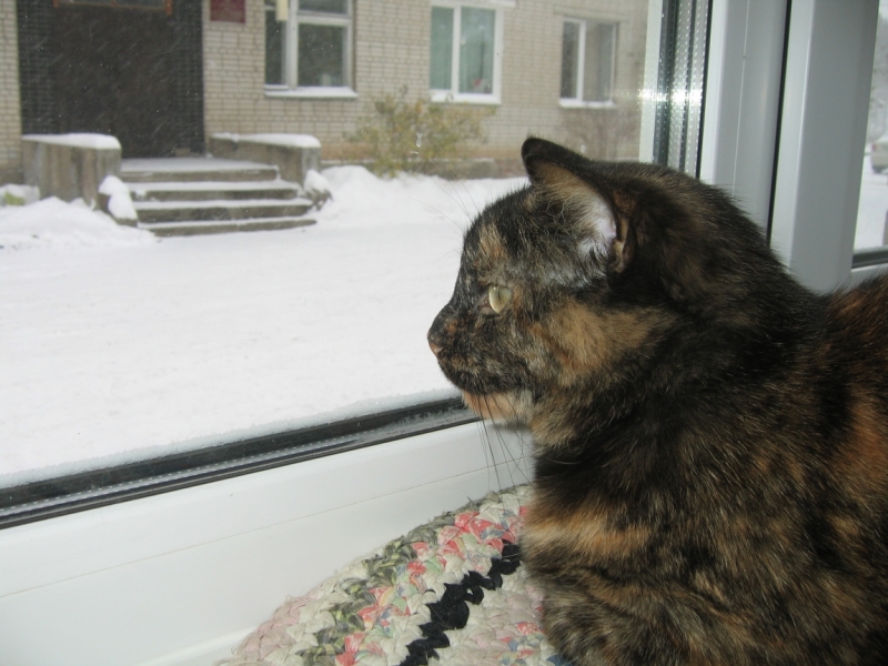 Поговорим о кошках41