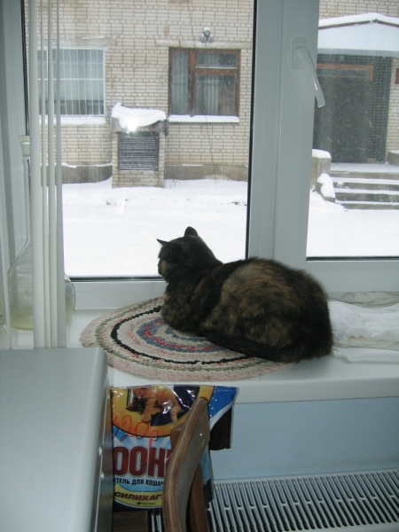 Поговорим о кошках41