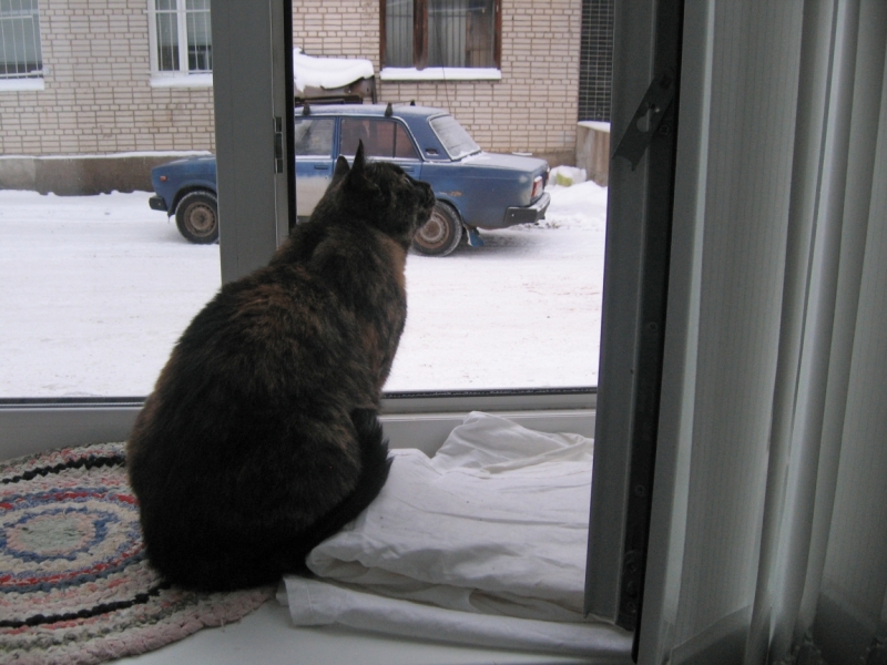 Поговорим о кошках41