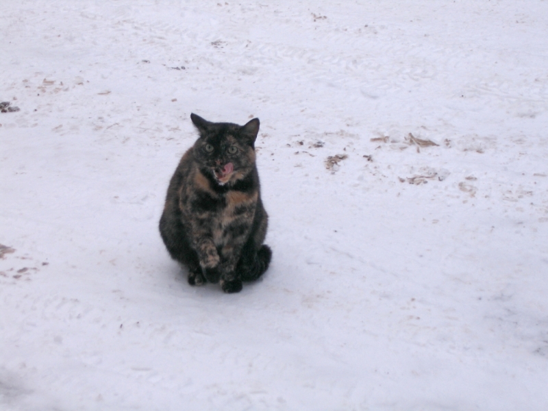 Поговорим о кошках41