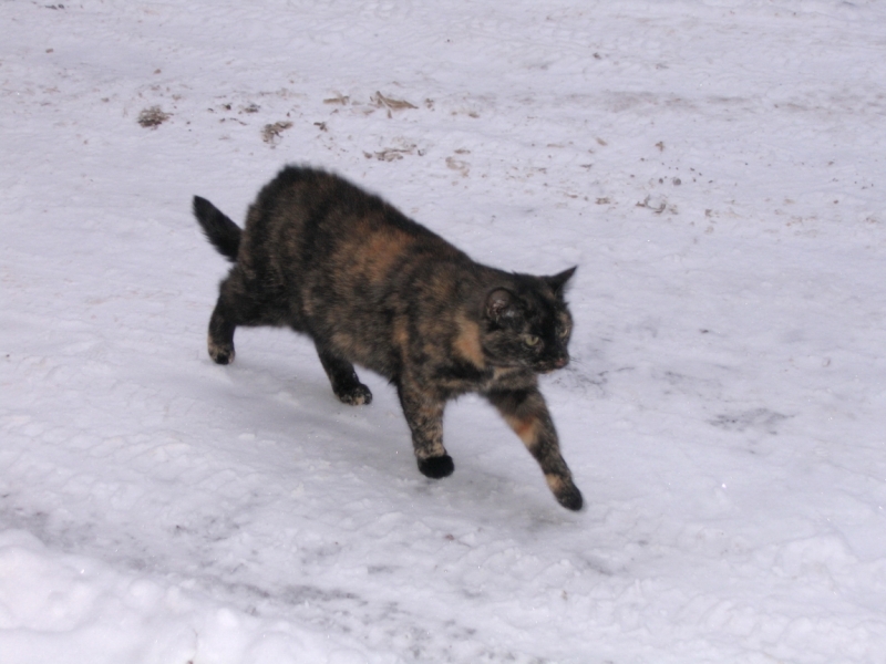 Поговорим о кошках41