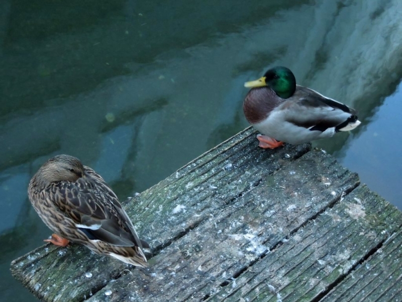 2016,июль. Нижний Алльгой: Мемминген, Оттобойрен, Миндельхайм, БадВёрисхофен, Лансдберг-на-Лехе