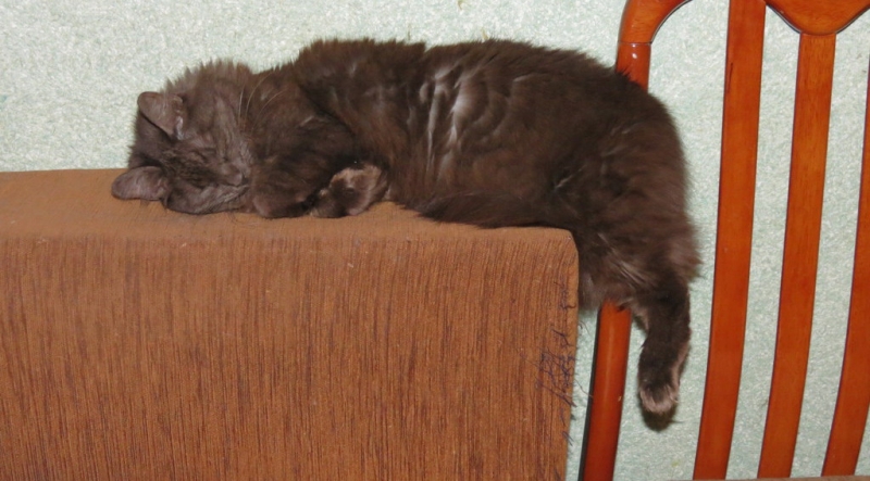 Поговорим о кошках41