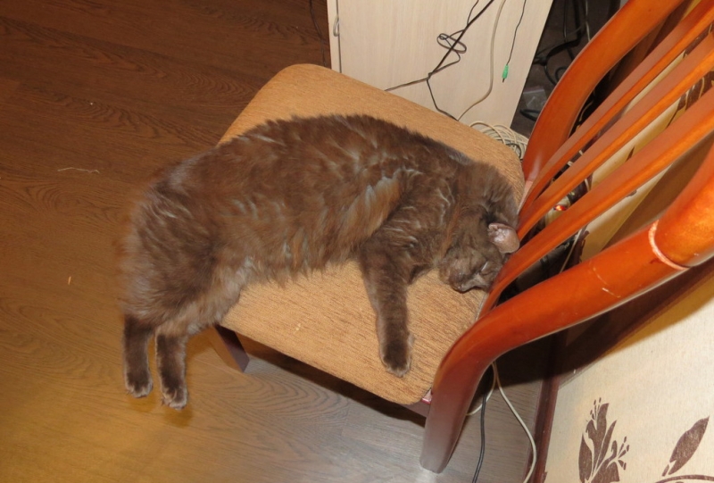 Поговорим о кошках41