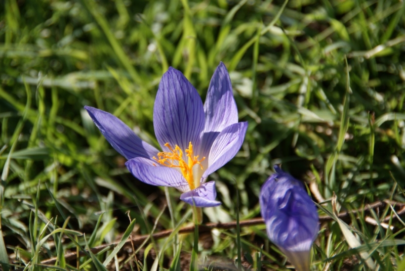 Армения на ноябрьские: монастыри, заснеженные вершины и цветение крокусов