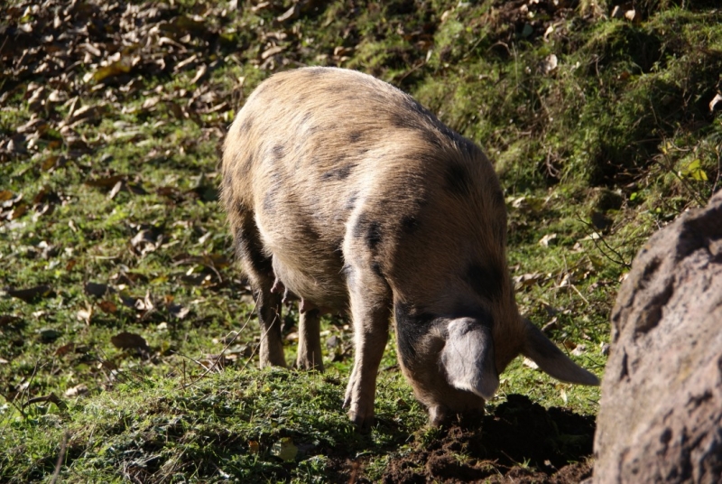 Армения на ноябрьские: монастыри, заснеженные вершины и цветение крокусов