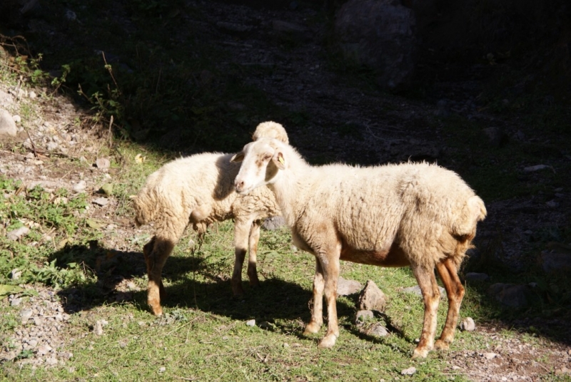Армения на ноябрьские: монастыри, заснеженные вершины и цветение крокусов