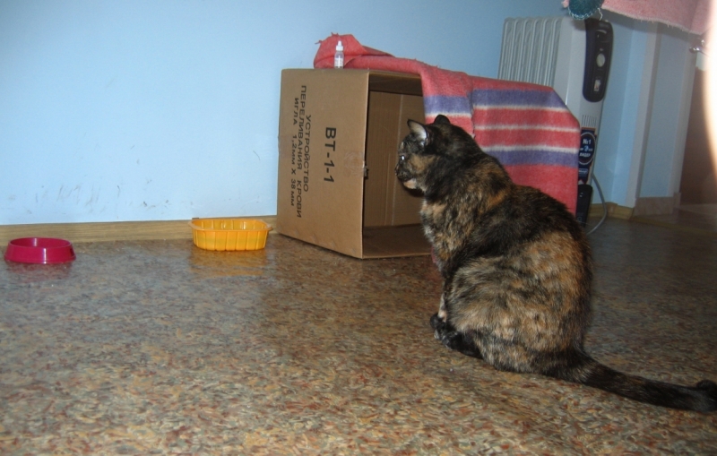 Поговорим о кошках41