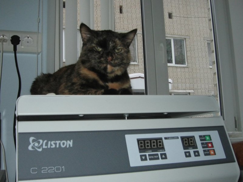 Поговорим о кошках41