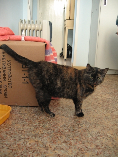 Поговорим о кошках41