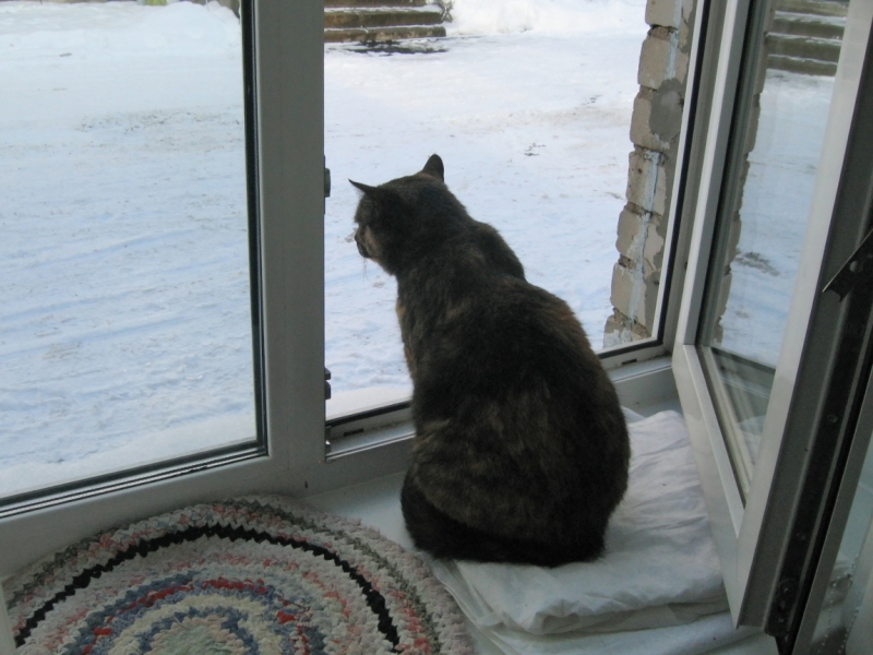 Поговорим о кошках41