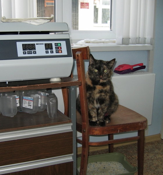 Поговорим о кошках41