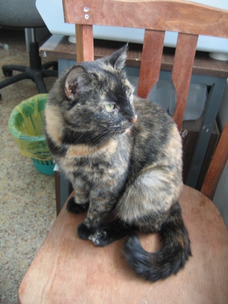 Поговорим о кошках41