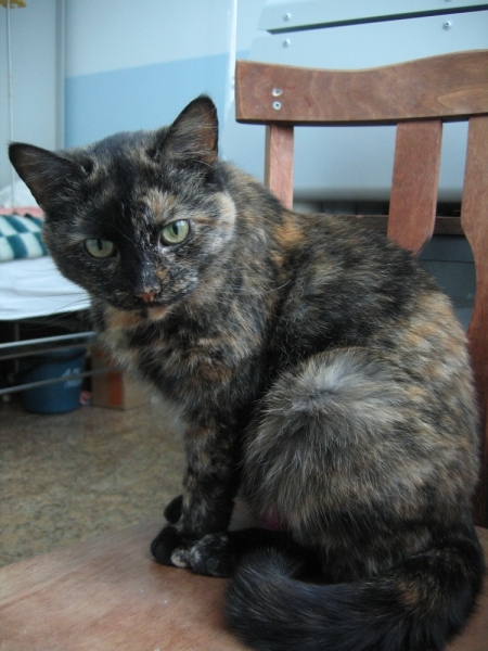 Поговорим о кошках41