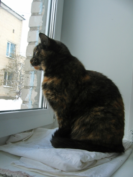 Поговорим о кошках41