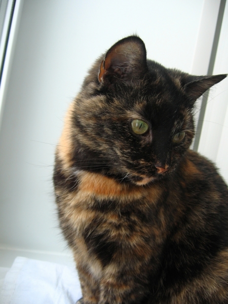 Поговорим о кошках41