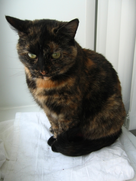 Поговорим о кошках41