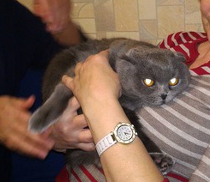 Поговорим о кошках41