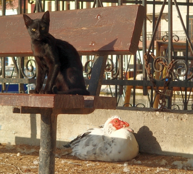 Поговорим о кошках41