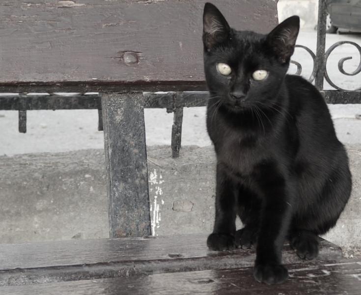 Поговорим о кошках41