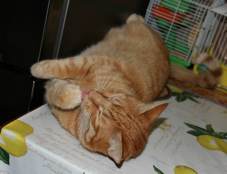 Поговорим о кошках41