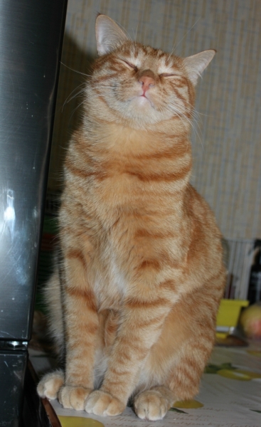 Поговорим о кошках41