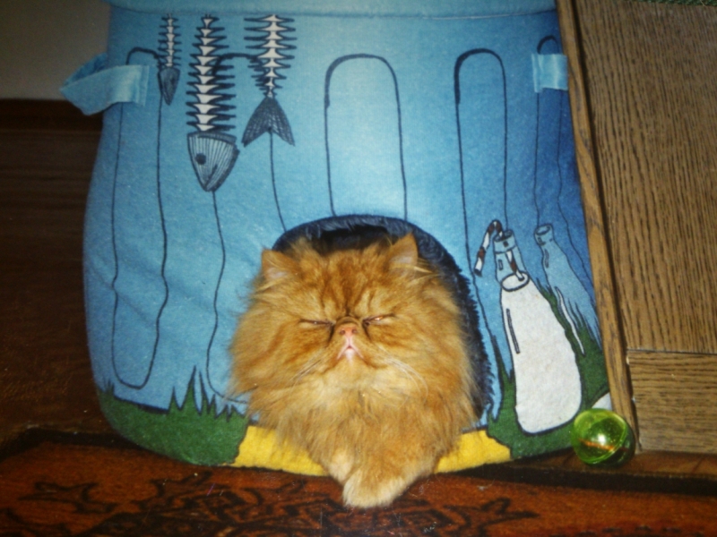 Поговорим о кошках41