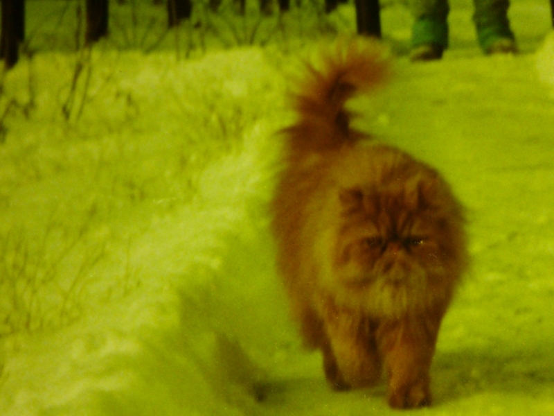 Поговорим о кошках41