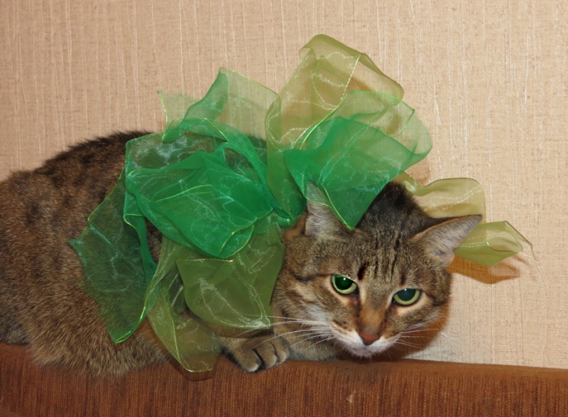 Поговорим о кошках41