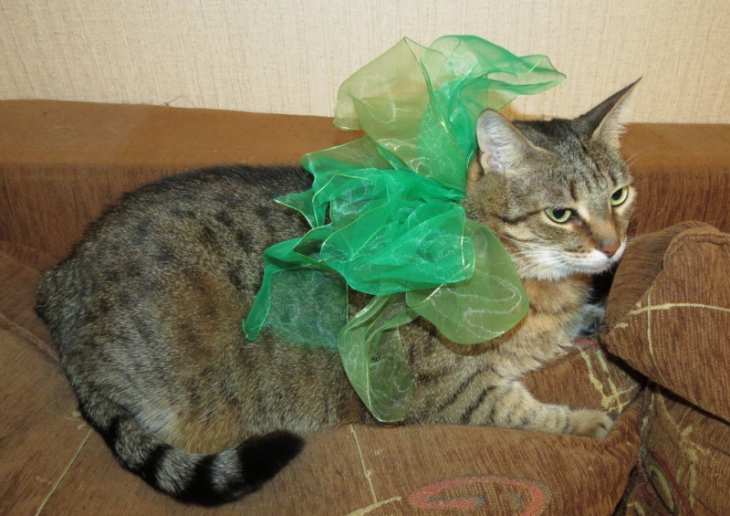 Поговорим о кошках41