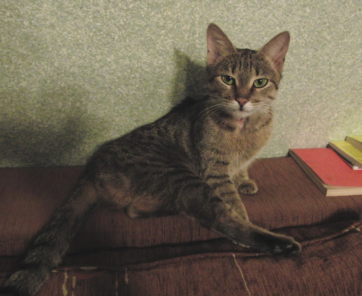 Поговорим о кошках41