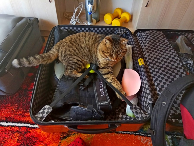 Поговорим о кошках41