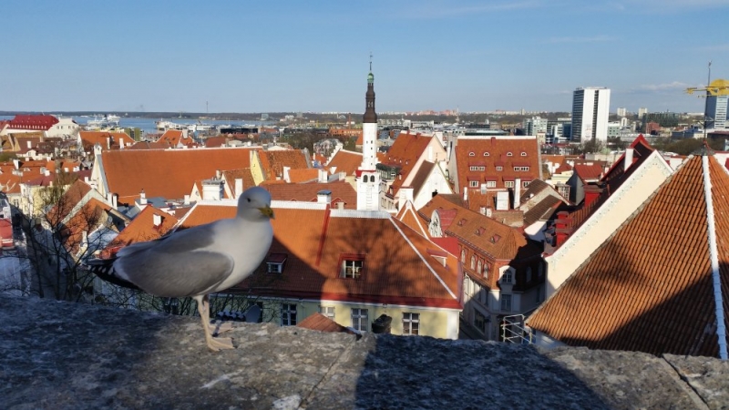 Майские на авто: Вся Прибалтика за 9 дней