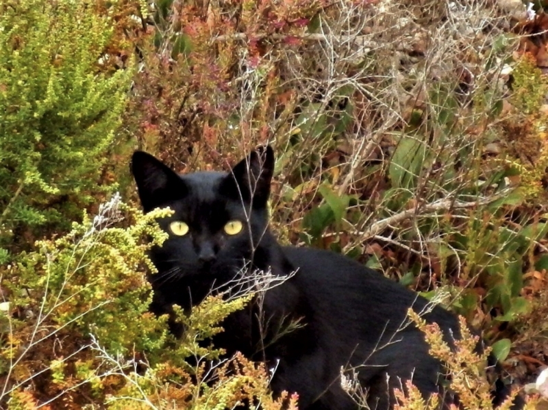 Фотографии животного мира