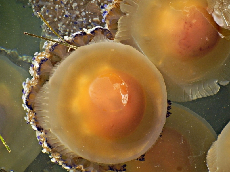 Фотографии животного мира