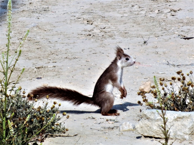 Фотографии животного мира