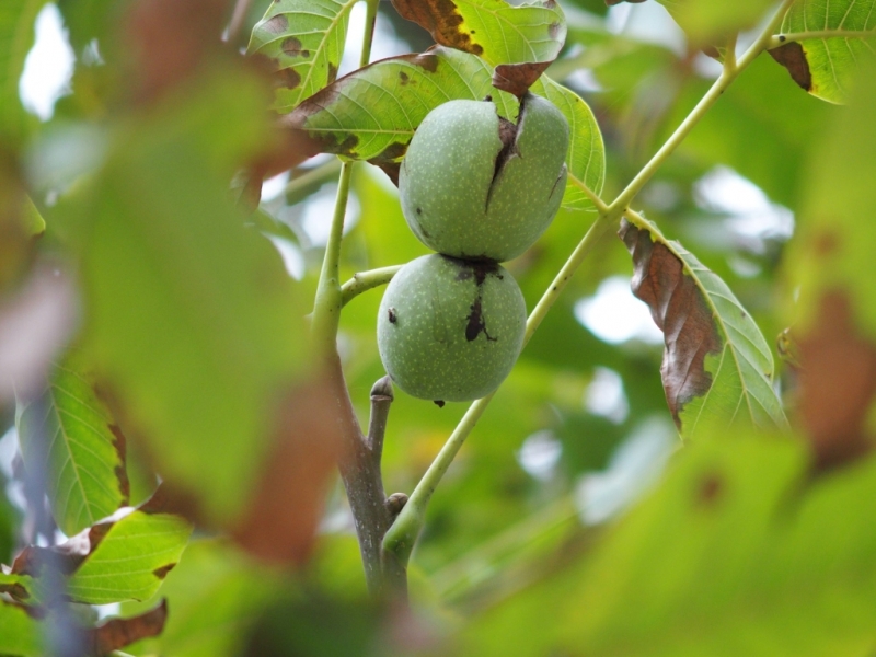 Лучами солнца избалован…  Крым. сентябрь 2016