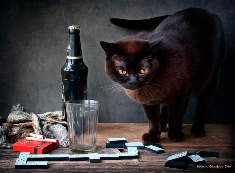 Поговорим о кошках41