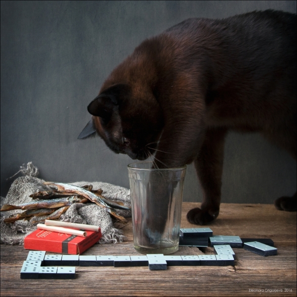 Поговорим о кошках41