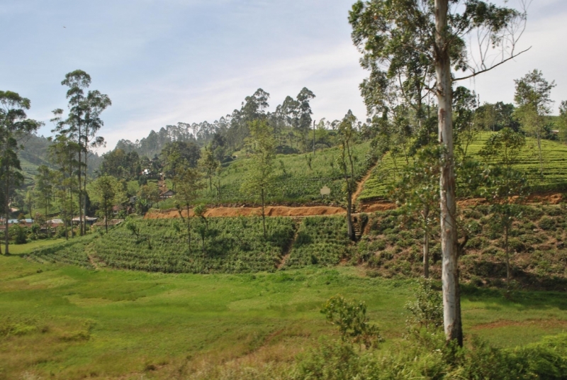 Незатоптанные красоты Шри Ланки.