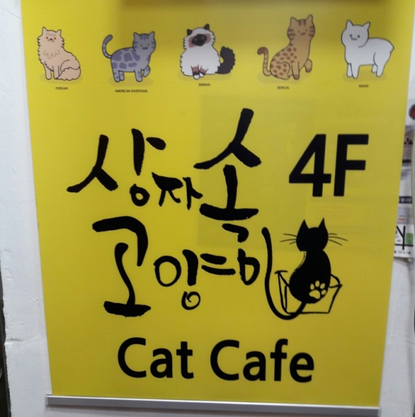 Поговорим о кошках41