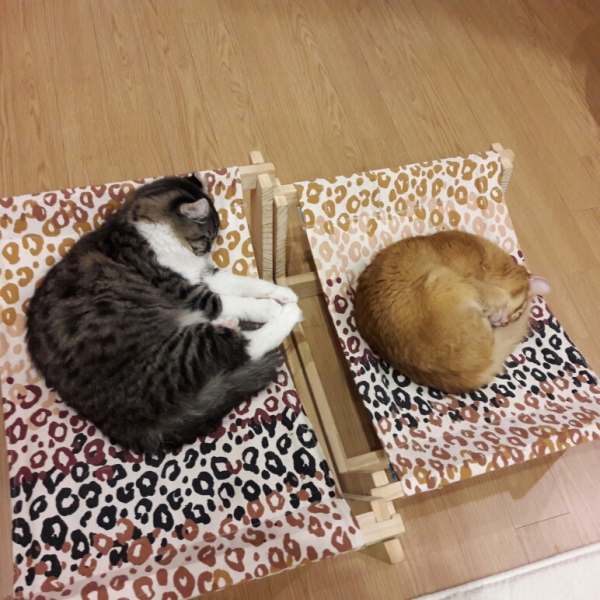 Поговорим о кошках41