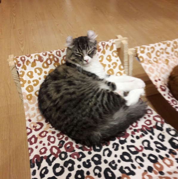 Поговорим о кошках41