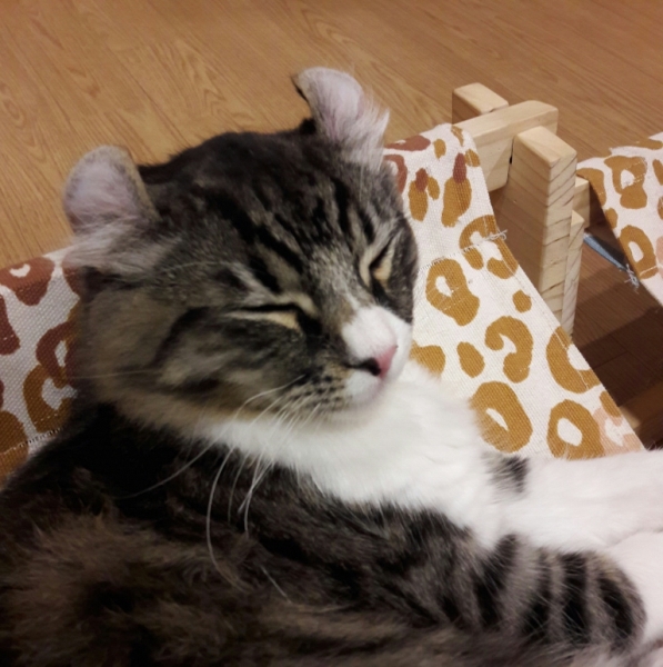 Поговорим о кошках41